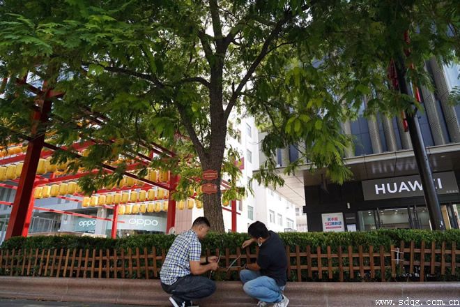 呵護芙蓉樹,攜手共成長