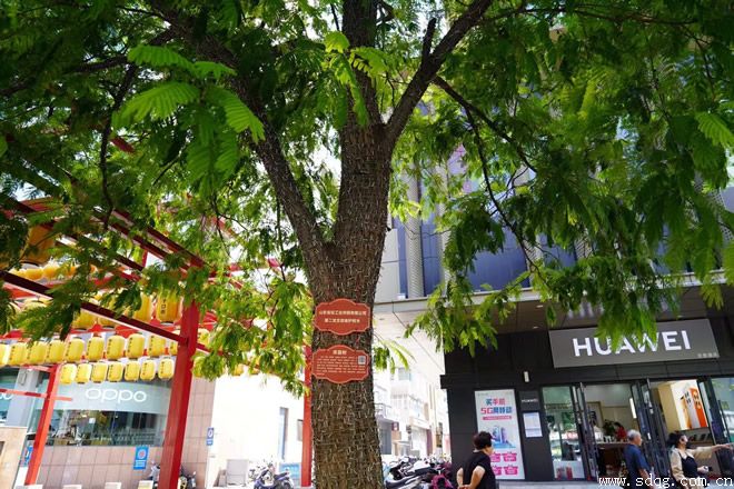 呵護芙蓉樹,攜手共成長